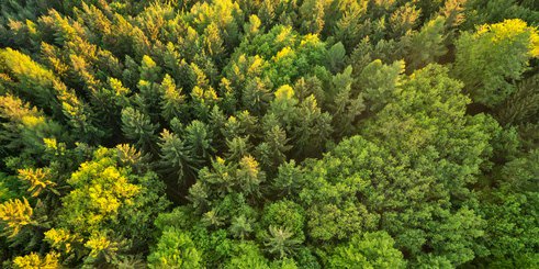 BondsAndShares's tweet photo. Quelles sources de revenus pour une forêt ?  https://t.co/Fg0SbF8k0Q https://t.co/QevTmeV29R