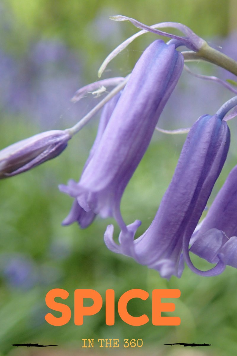CaymanYoga's tweet photo. My blog is one month old! Thanks to all of you who have joined me on my #spice360 quest! https://t.co/jGpECQH2Dj https://t.co/oRMdJBMElk
