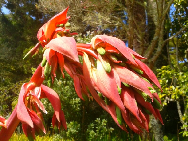 Tresco Abbey Garden (@trescogarden) on Twitter photo Beschorneria yuccoides is a stemless plant & part of the Asparagaceae family (subfamily Agavoideae) Beschorneria yuccoides is a stemless plant & part of the Asparagaceae family (subfamily Agavoideae)