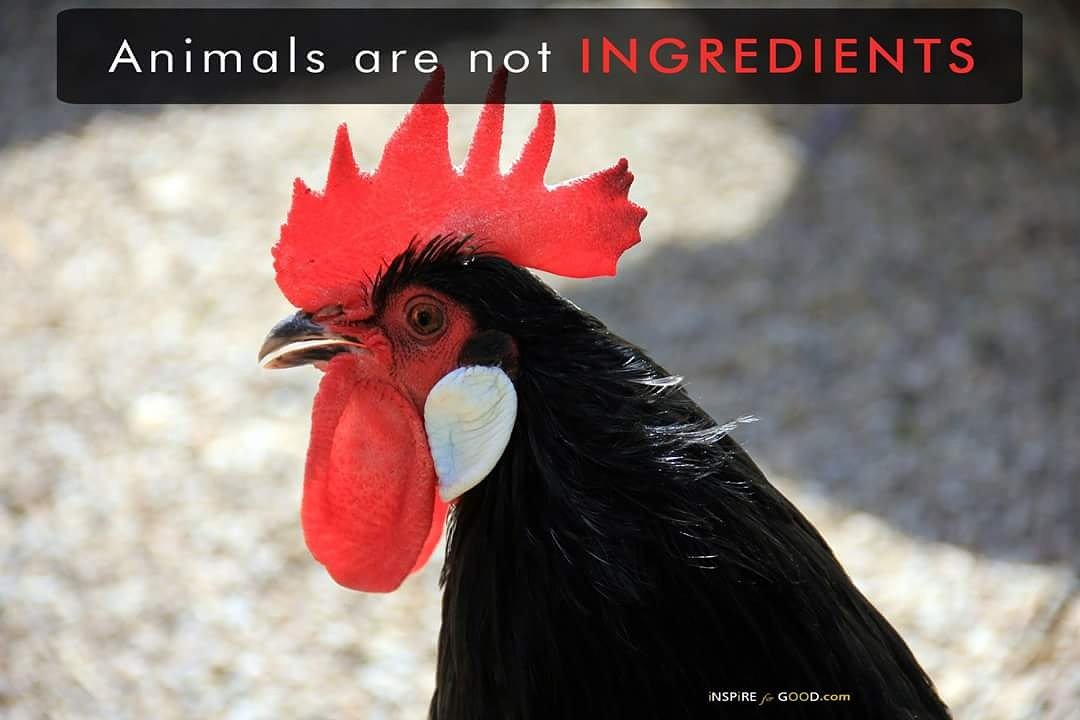 for_inspire's tweet photo. Animals are not INGREDIENTS.
#saveanimals #StopAnimalCruelty #becomevegan #vegan #loveanimals #animalsfeelequalpain https://t.co/nWz8fYELXt