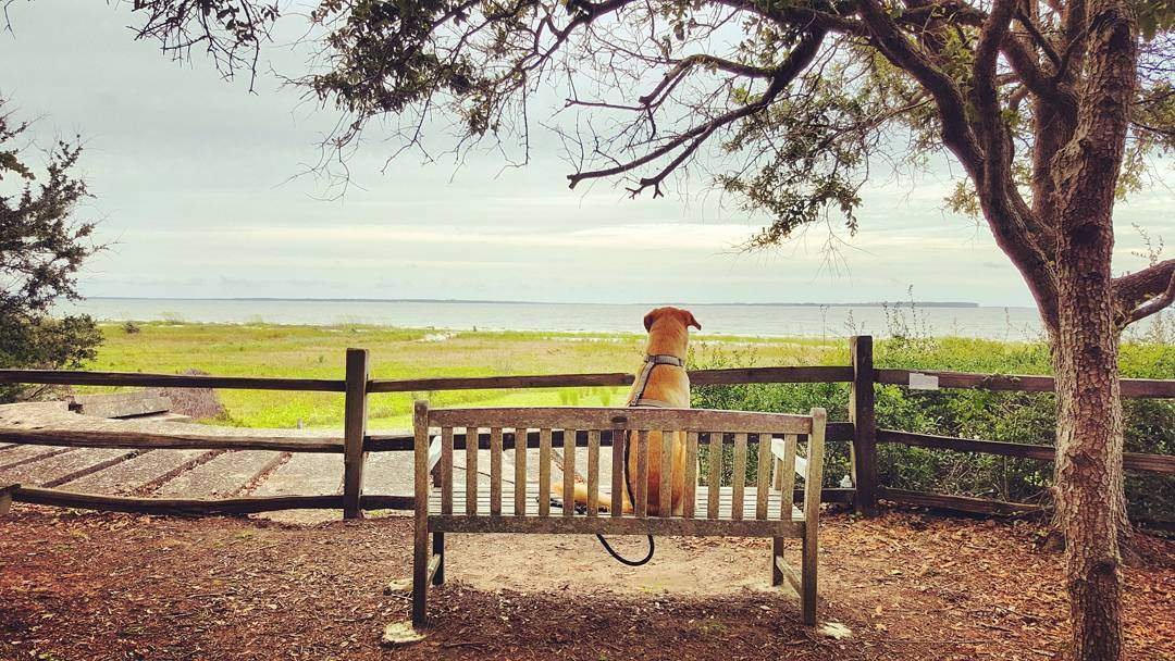 hiltonheadsc's tweet photo. Bringing the 🐶  to #HiltonHead this summer? Read our guide to make the most of your trip: https://t.co/5nakRuyjy5

📸 : j.paulette / IG https://t.co/j0EpwaJeea
