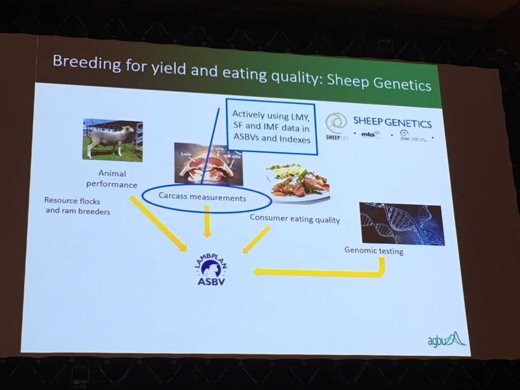 SamBoonBreeding's tweet photo. Genetic solutions for lamb eating quality in Australia #icar2017 https://t.co/ih5wbwoQHe