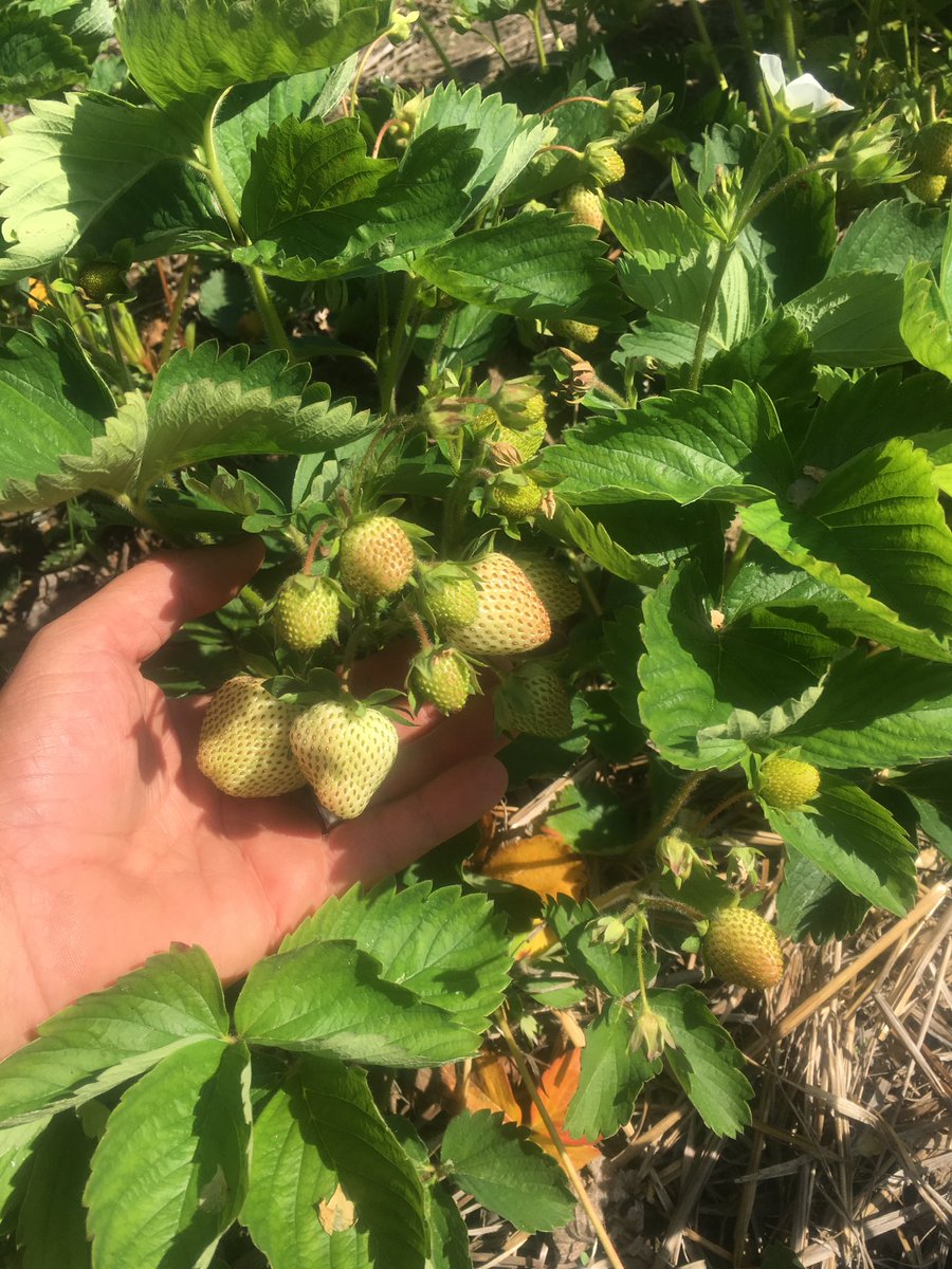 Lots of green berries!  #PYO #strawberries should start towards the middle of next week :-).