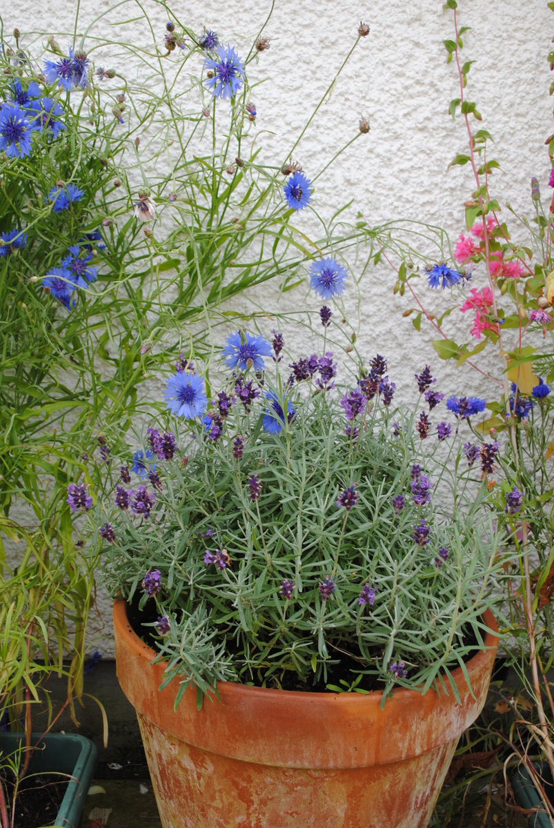 You don't need a large garden to attract #bumblebees - planting containers is just as good! Visit our Bee kind tool: ow.ly/Xwgr30cwe8z