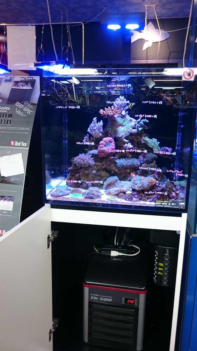 uzina_marine's tweet photo. なんとアミーゴ宇品店海水コーナー今世紀最大の大奮発😲🎵🎵🎵
RedseaMax170を購入するとTK500がなんと¥138000➡¥50000
RedseaMax250以上を購入するとTK500がなんと✨無料✨になります❗
#RedseaMax #TK500 #Redsea https://t.co/owJgVQpoBf