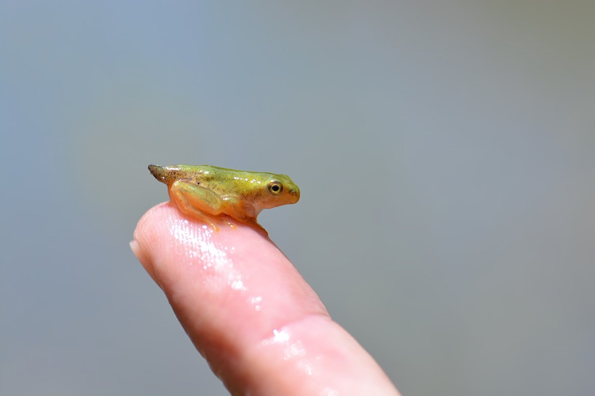 もも この時期の尻尾付きカエルが一番かわいらしくて好きですがほんの数日の間しか見られないので 是非とも資料に使ってください もも この時期の尻尾付きカエルが一番かわいらしくて好きですがほんの数日の間しか見られないので 是非とも資料に使ってください