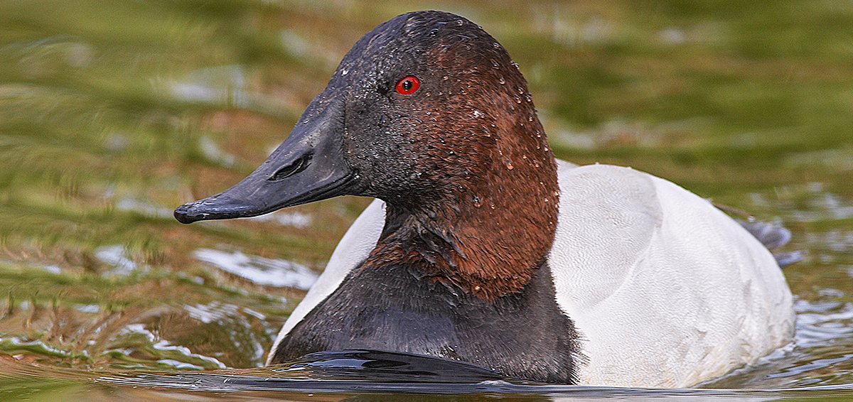 DucksUnlimited's tweet photo. Conservation: Rescue Our Wetlands-Banding Together for Waterfowl https://t.co/DGbNzBPEFd #80YearsOfConservation #conservation https://t.co/Zna7gcBo02