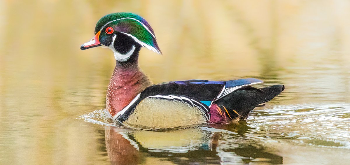 DucksUnlimited's tweet photo. Conservation: Rescue Our Wetlands-Banding Together for Waterfowl https://t.co/DGbNzBPEFd #80YearsOfConservation #conservation https://t.co/VcPXFRg2XV