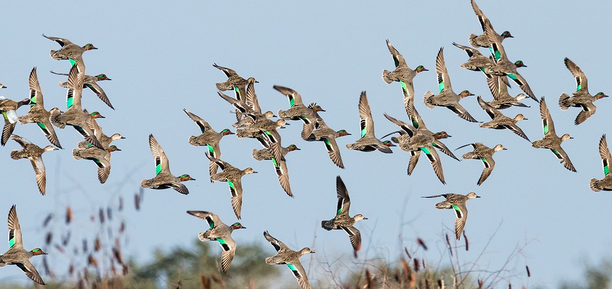DucksUnlimited's tweet photo. Conservation: Rescue Our Wetlands-Banding Together for Waterfowl https://t.co/DGbNzBPEFd #80YearsOfConservation #conservation https://t.co/OCVNuVmrRE