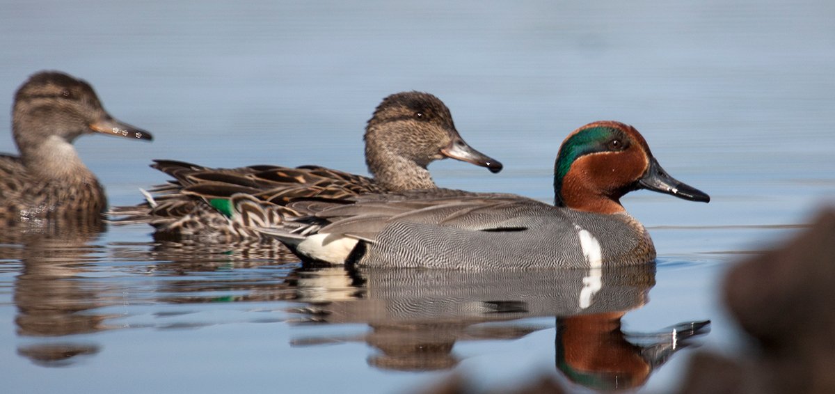 DucksUnlimited's tweet photo. Conservation: Rescue Our Wetlands-Banding Together for Waterfowl https://t.co/DGbNzBPEFd #80YearsOfConservation #conservation https://t.co/AmFBs2rJdn