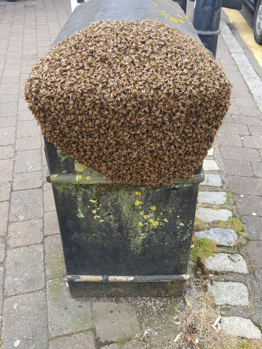 #swarm collection in #glasgow #honeybees <a href="/SL_THS_Maths/">THS Maths</a> <a href="/berrellium/">B6 Berrellium</a>