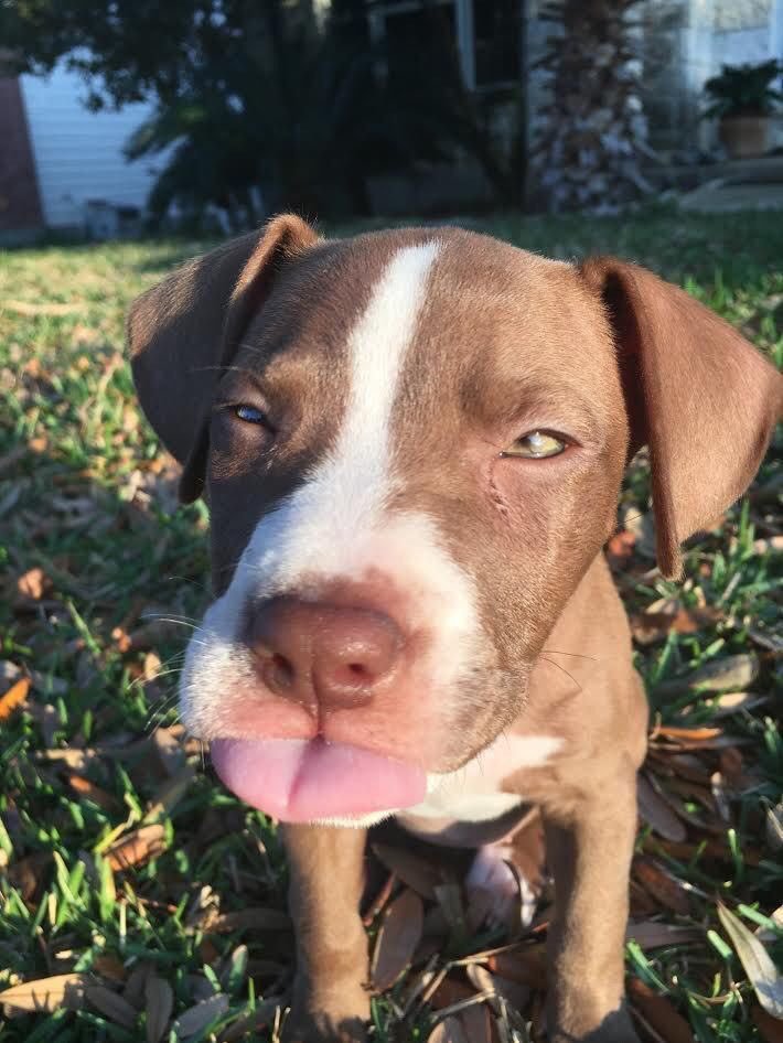 Justbillionaire's tweet photo. Getting a good pic of your puppy is hard https://t.co/Lvn0590nks