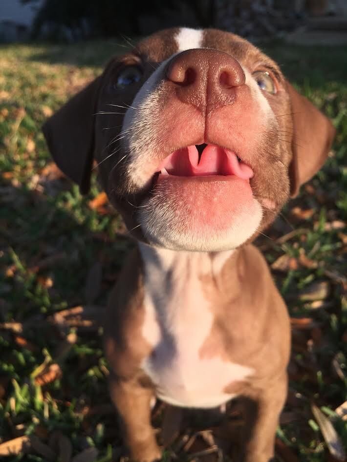 Justbillionaire's tweet photo. Getting a good pic of your puppy is hard https://t.co/Lvn0590nks