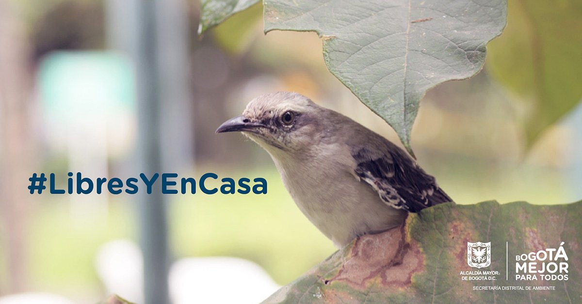 Ambientebogota's tweet photo. Estamos comprometidos con la preservación de la fauna, liberamos 166 reptiles que estarán de nuevo #LibresYEnCasa https://t.co/NgKktV87p9