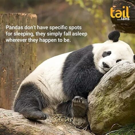tailians's tweet photo. Like they weren't cute enough already!
#DidYouKnow #FunFacts #PandaFacts #DYK
Download #Tailians - https://t.co/JZBlb121XV https://t.co/nVWYuCSJzz