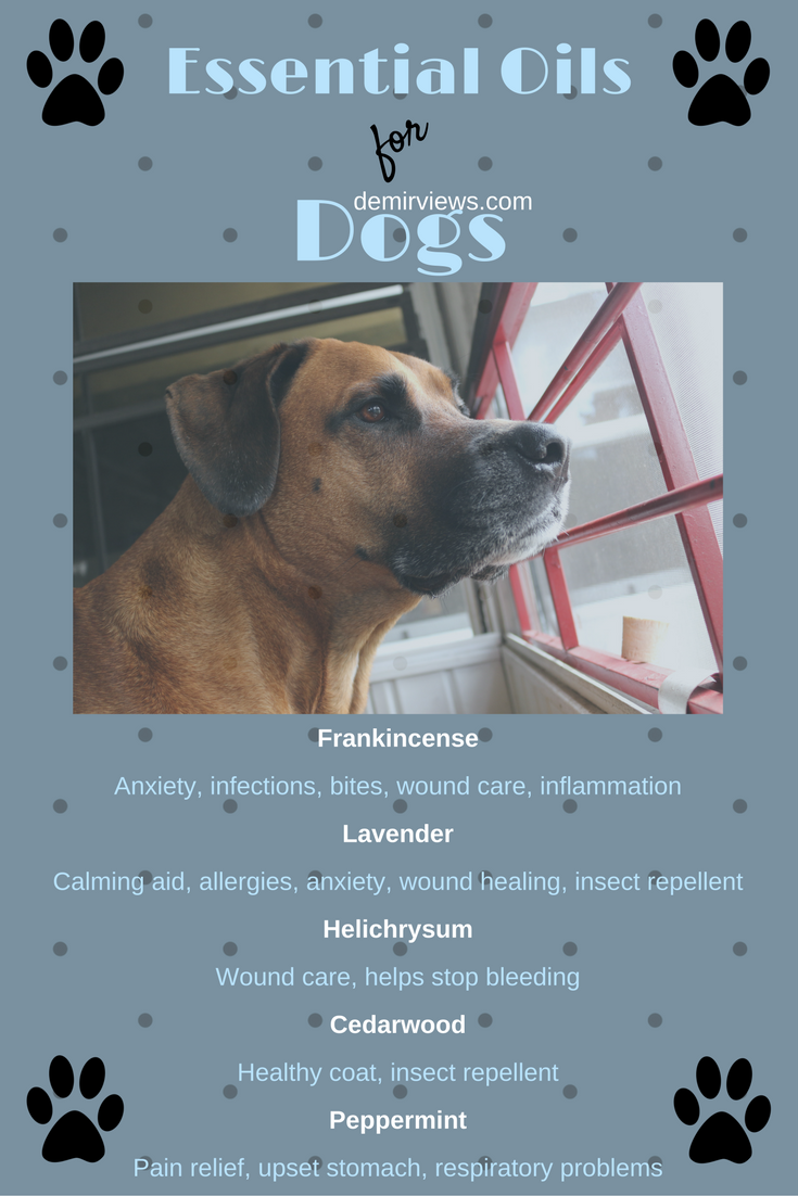 staceenmiked's tweet photo. Essential Oils for Dogs! And 5 ways to use them...
https://t.co/BrBNZZ6mze
#essentialoils #dogsoftwitter #holisticdogs #blogpost #furbabies https://t.co/lZK5T2o9ku