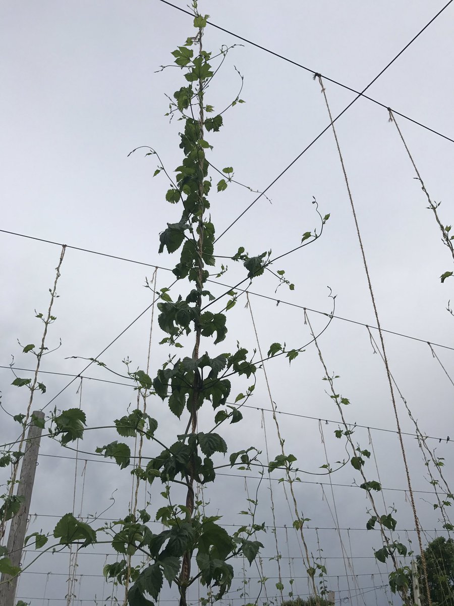 Couldn't be happier with the fall planted <a href="/srfhops/">Sandy Ridge Farms</a> chinooks <a href="/FlixBeerIndy/">Rob Malad & Jason Showalter</a> @inhopgrowers #inhops #inbeer #FARM>beer>FARM>beer