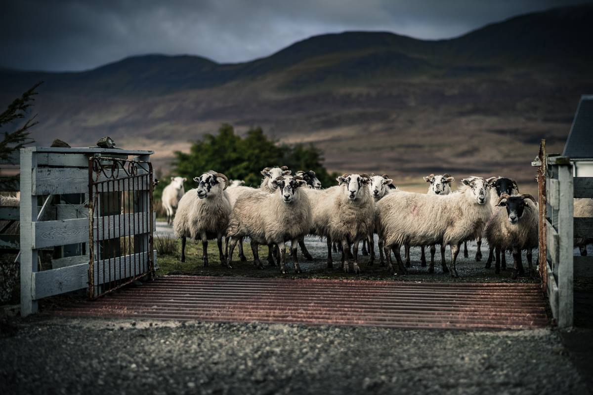 Congratulations to Ian Little's "Skye street life" winning £8000  trip of a lifetime on the Spirit of Fortitude. #royalscottish #cruises