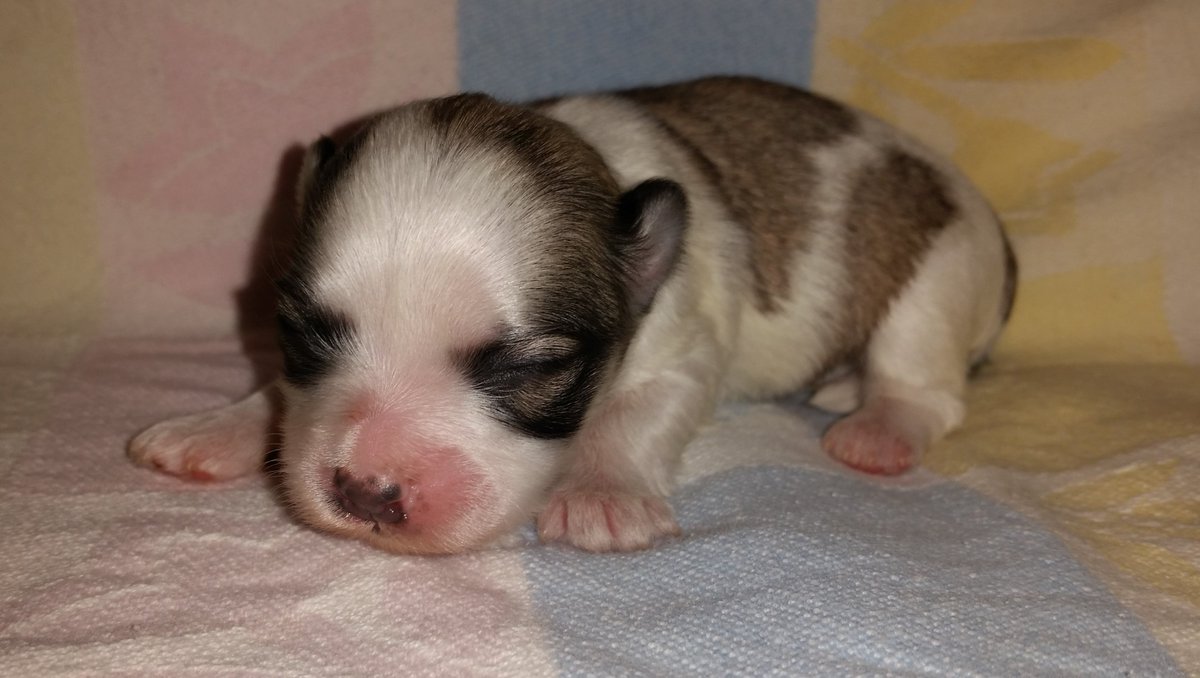 Welshdoodles's tweet photo. PRICE REDUCED to $850! Havamalt (Havanese-Maltese) pups for sale! 3 girls/1 boy. Parents are AKC purebred. Call for info 229 233 2060 https://t.co/zOMDmha78u