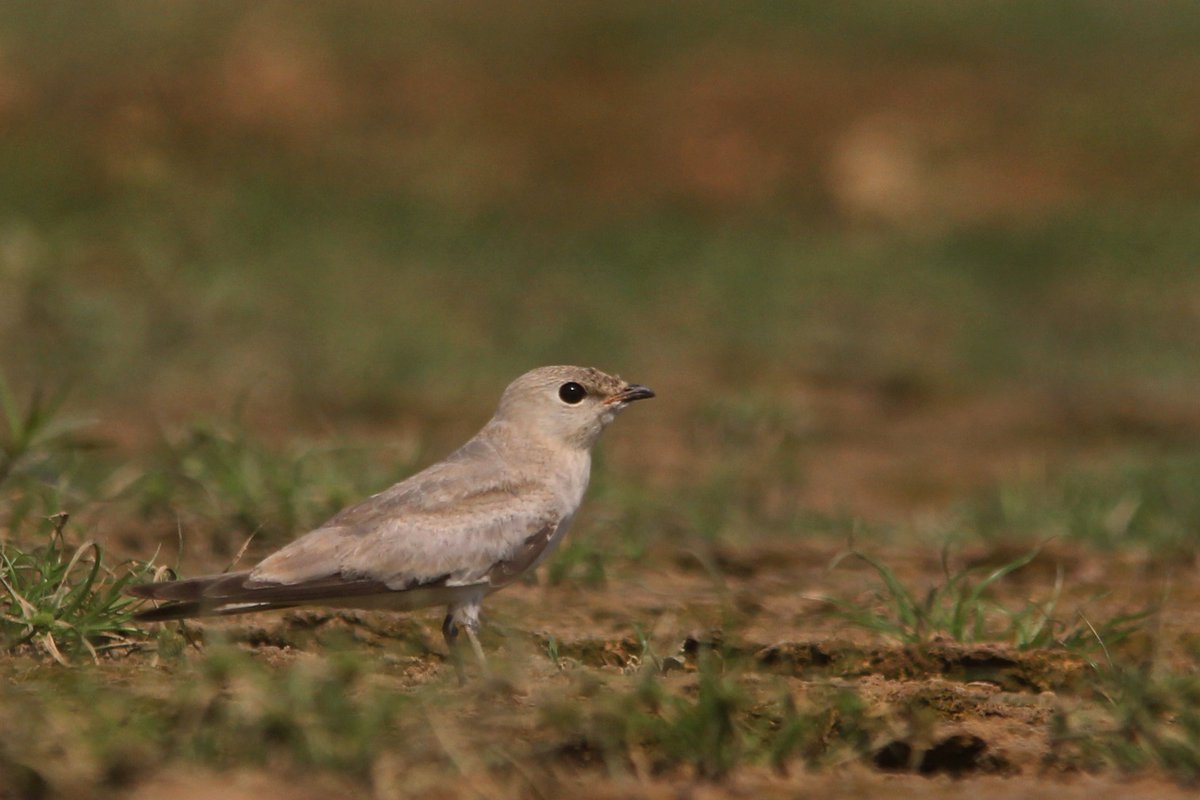 Small Pratincole (Glareola lactea)
Corbett Park outskirts, Uttarakhand
June 2017

#birdwatching #summerbirding #birdsofcorbett