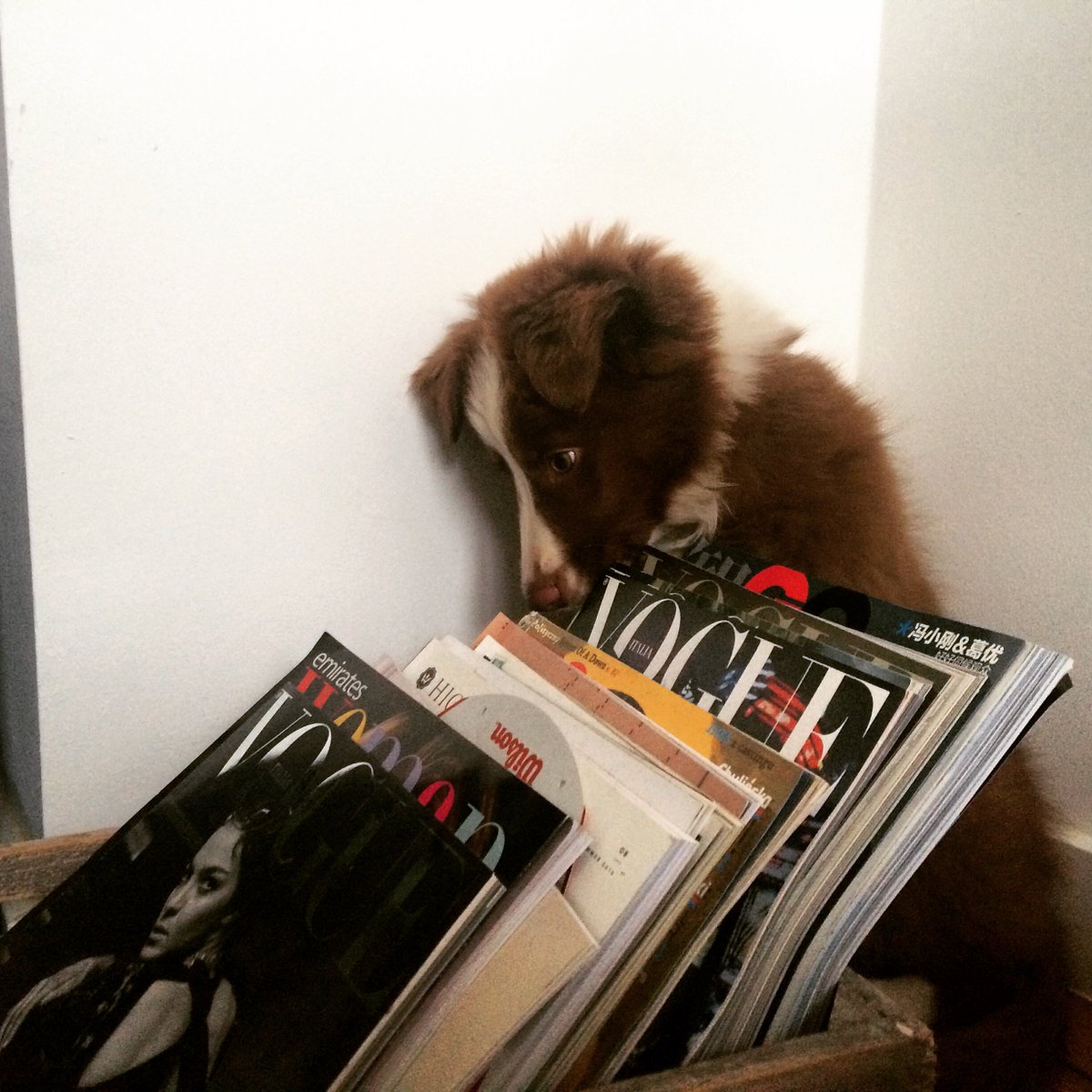 mybringy's tweet photo. 'I’m just going to hide there and wait for the weekend'
#RT and show Hi-Fi some love! 😊
#Bringy #dog https://t.co/Kw3CHVIGbG