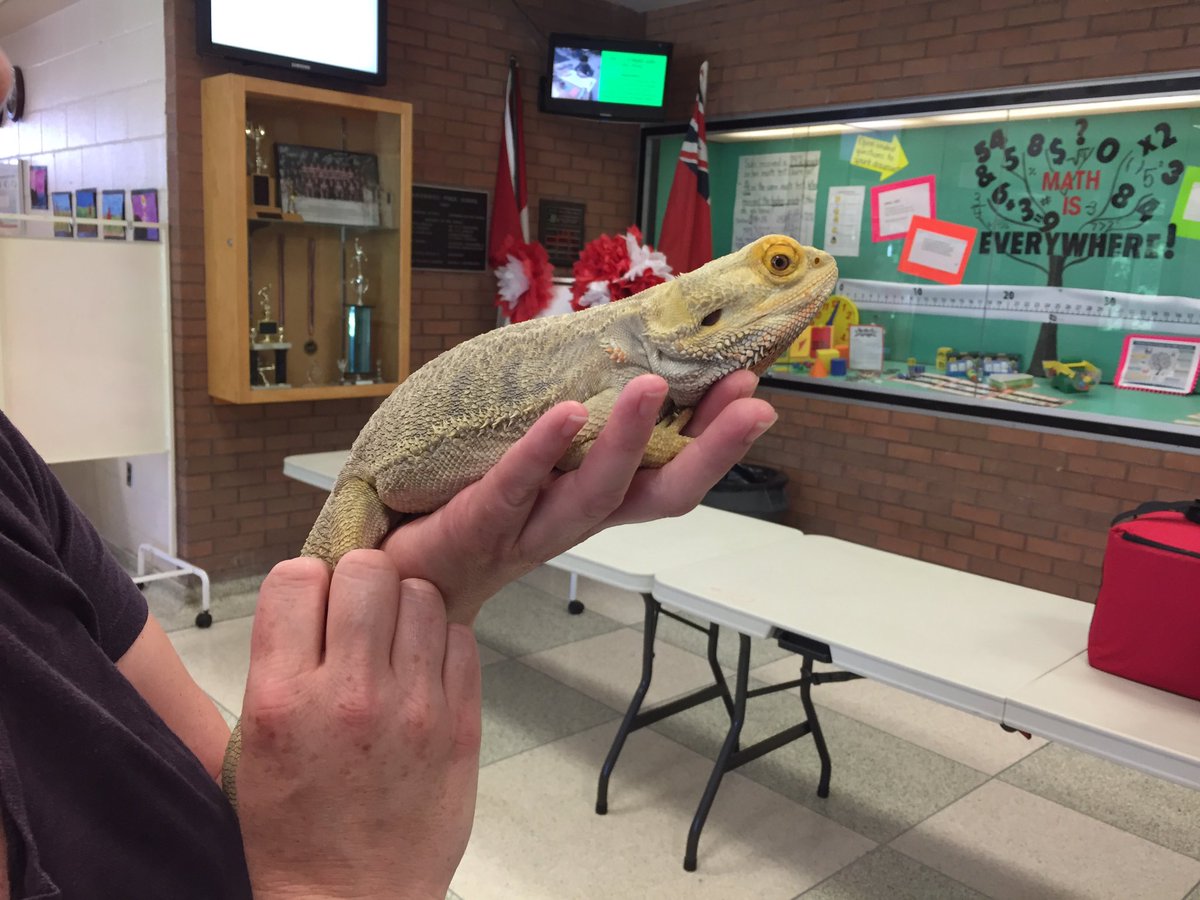 There's a dragon visiting BPS!@Tornadohowl <a href="/ToddSaunders2/">Todd Saunders</a> <a href="/161616SL/">Shawn Lehman</a>