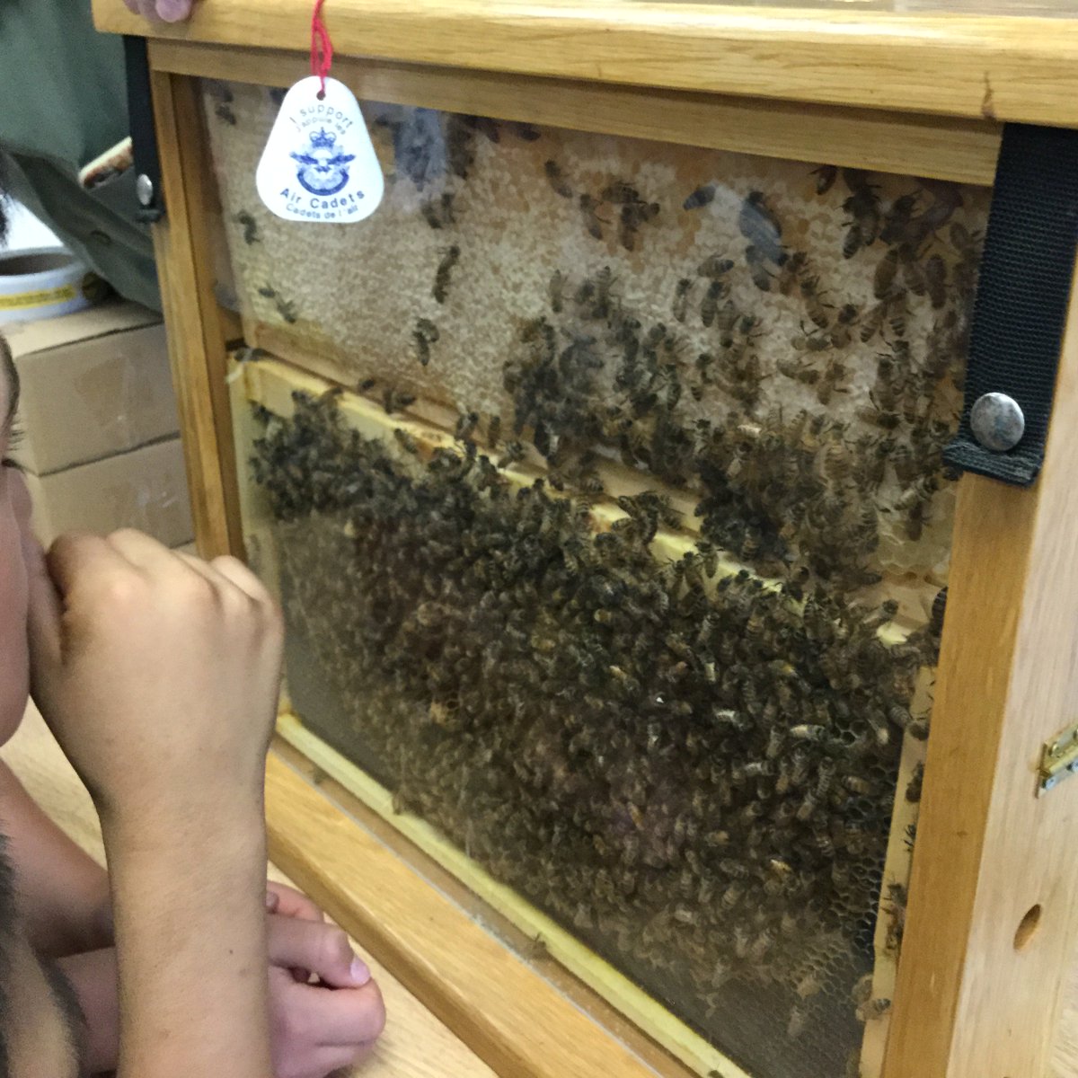 jilstam's tweet photo. Un-BEE-liveable morning learning about human/nature interactions #rm131 @lakewilcoxps Mr. Zembal and HumberValley Honey #learningCommunity https://t.co/kqRSv092tC