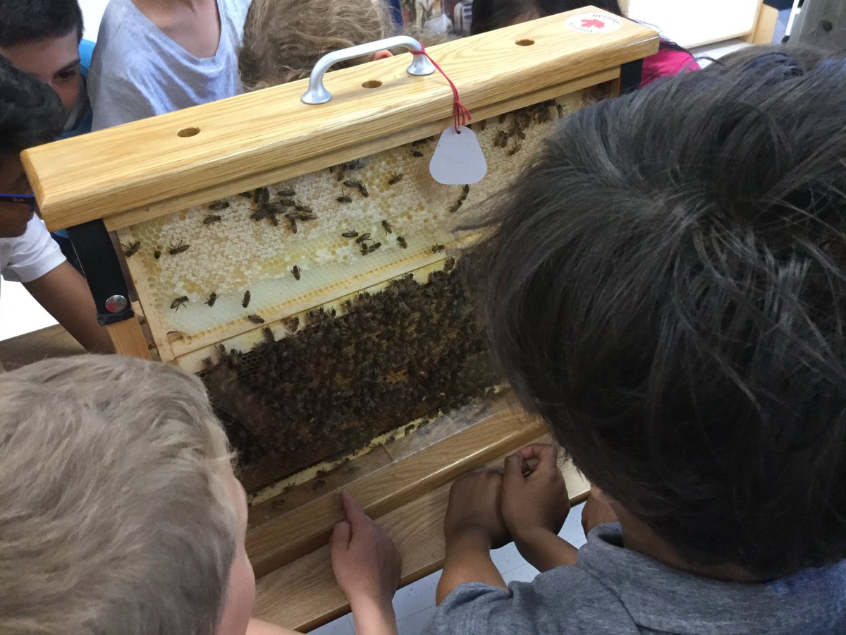 jilstam's tweet photo. Un-BEE-liveable morning learning about human/nature interactions #rm131 @lakewilcoxps Mr. Zembal and HumberValley Honey #learningCommunity https://t.co/kqRSv092tC