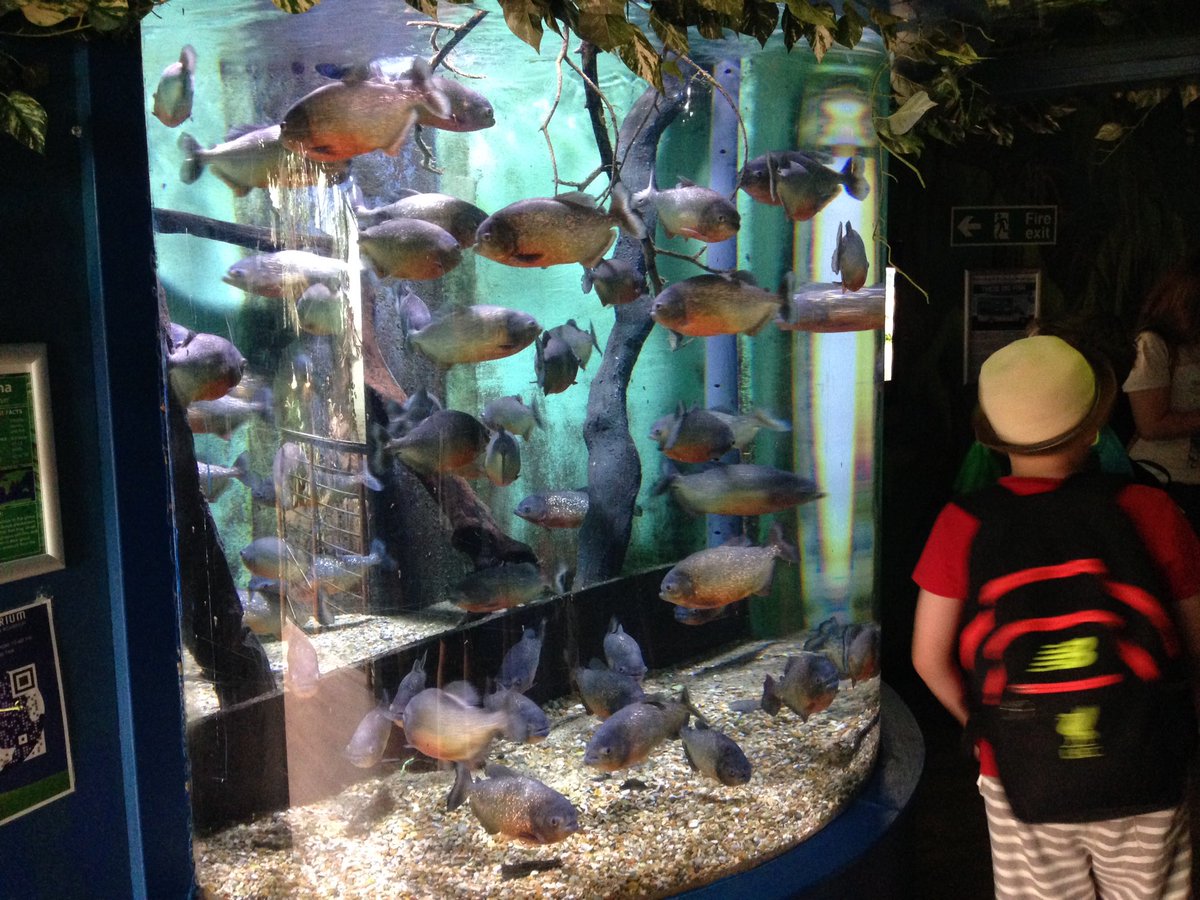 diversityPPS's tweet photo. Bournemouth Oceanarium... there was definitely something fishy going on here! https://t.co/rVaM4EpYek