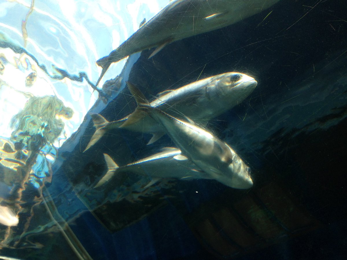 diversityPPS's tweet photo. Bournemouth Oceanarium... there was definitely something fishy going on here! https://t.co/rVaM4EpYek