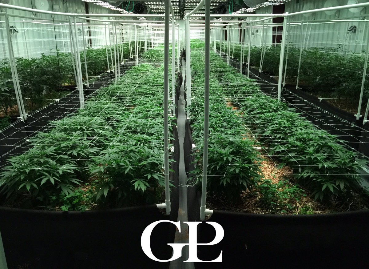 GLPNV's tweet photo. Our #8thcycle #notill #livingorganicsoil today we'll be prepping this room for the light flip! #glp #greenlifeproductions #dempure#cleanmeds https://t.co/pZu1emtddw