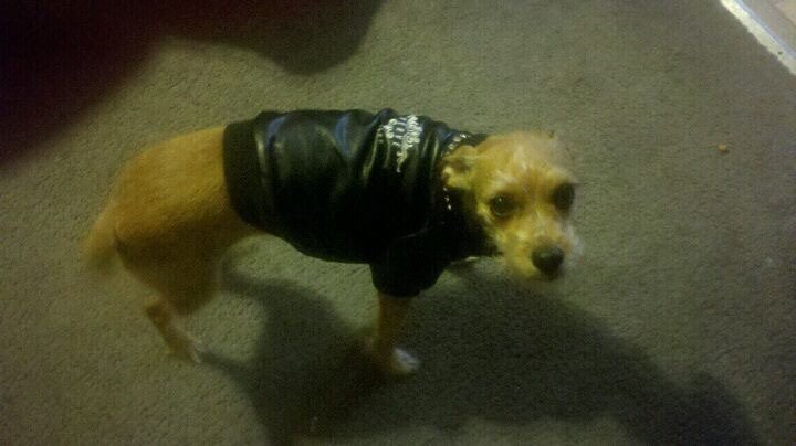 markpittsbvbdad's tweet photo. Rest In Peace little rocker dog Trixy knock over a bunch of garbage cans and make a mess 😢 https://t.co/rcv7KfQYII
