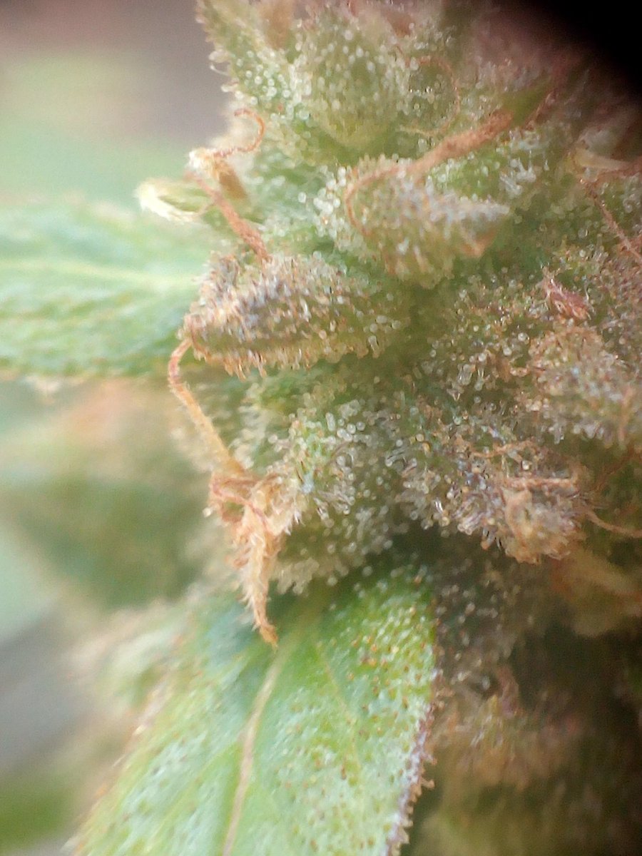 sklzs's tweet photo. @cannabis_times just a few #herb #weedshots #cannabis #medicine #dank #flower #lizerd #animals https://t.co/VIL3B4wjnG