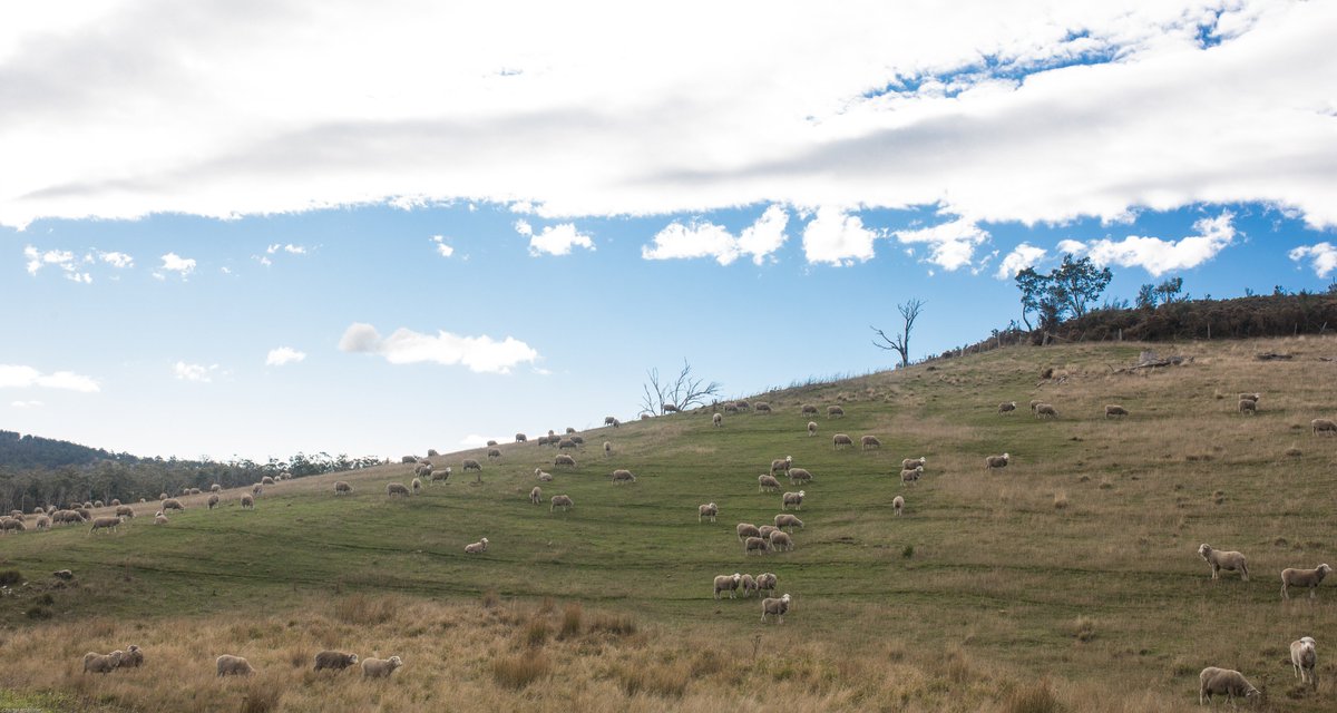 Tasmanian landscapes dotted with sheep. I could get use to these views!
#thetruthaboutwool #wool #sheep #tasmania #sheep365 @sheepconnect
