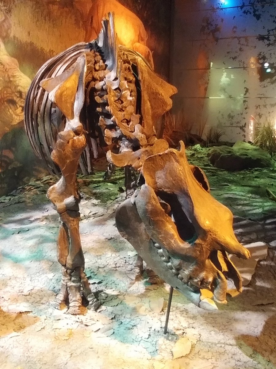 docsloth's tweet photo. That is a beautiful fossil rhino! #GrayFossilSite #SEAVP10 https://t.co/1Oi3yKrqxc