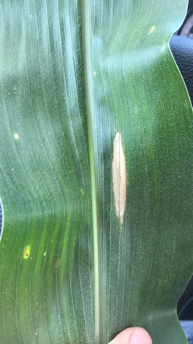 Northern Corn Leaf Blight showing up in V10 corn near Pittsburg KS. Pressure is trace for now, but continue to monitor your fields #CropTrak
