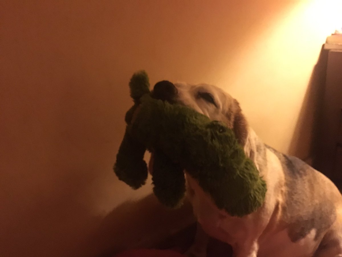 CarlottaModel's tweet photo. My H-mom pampered me ❤️. I feel better! Thanks for your sweet support. I'm not healed yet. I ate and even play with my 🐊 https://t.co/vGVw6CdH0m