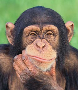 ChimpKeyboard's tweet photo. #WednesdayWisdom "If you don't like something, change it. If you can't change it, change your attitude" - Maya Angelou

#ChimpKey   #Fun https://t.co/r2apnfq1Kn