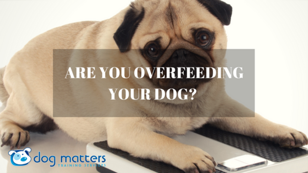 petworldinsider (@petworldinsider) on Twitter photo Are you overfeeding your dog? Don't! Watch this video on why you shouldn't overfeed your dog: buff.ly/2s5JBh5 <a href="/Dog_Matters/">Dog Matters</a> #petcare Are you overfeeding your dog? Don't! Watch this video on why you shouldn't overfeed your dog: buff.ly/2s5JBh5 <a href="/Dog_Matters/">Dog Matters</a> #petcare