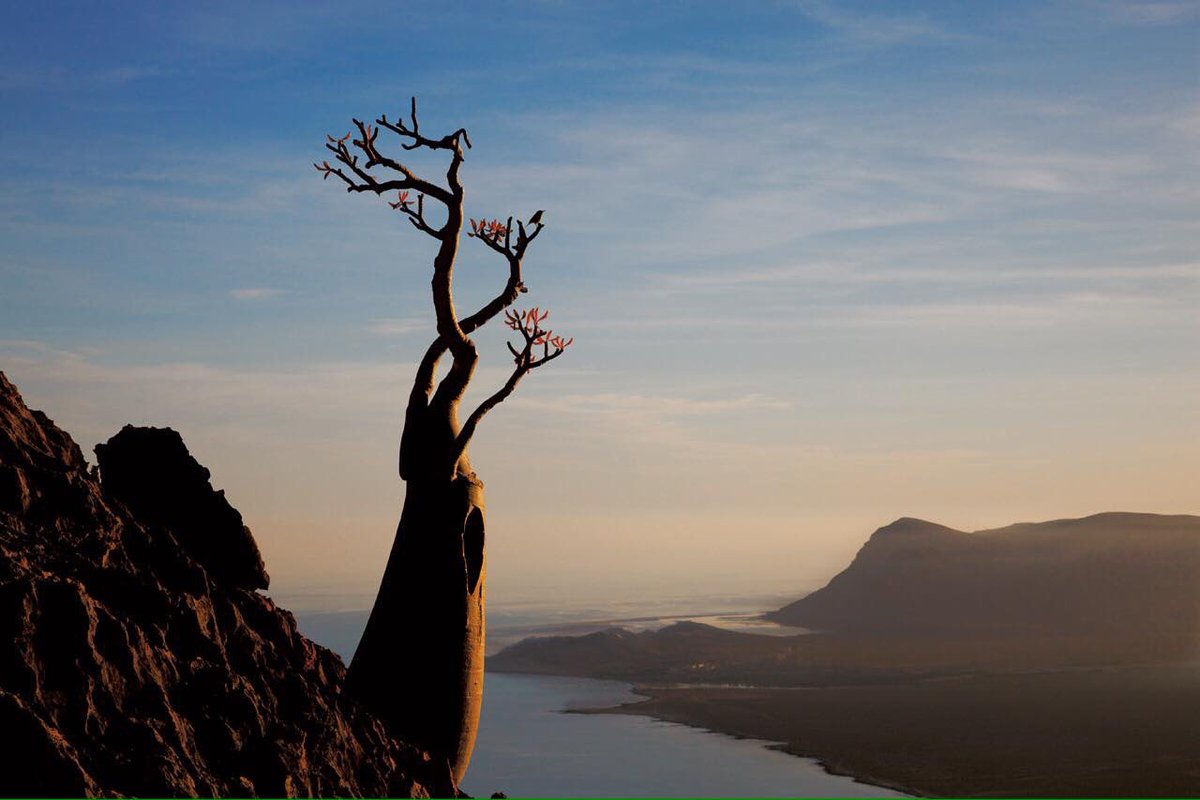 alqabaylyah's tweet photo. L'île de socotra au Yémen 30%de sa végétation est composée d'arbre et de fleurs très étranges on l'appel l'île extraterrestres soubhanAllah https://t.co/qCAJZJ9Urv