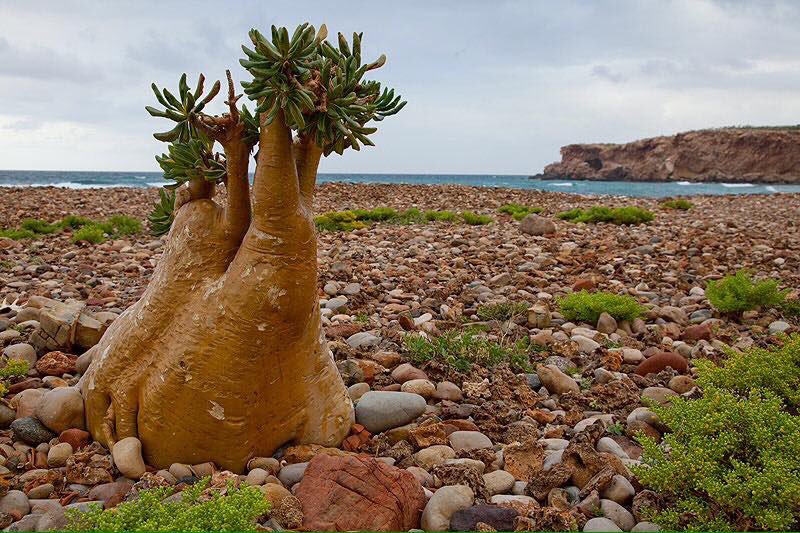 alqabaylyah's tweet photo. L'île de socotra au Yémen 30%de sa végétation est composée d'arbre et de fleurs très étranges on l'appel l'île extraterrestres soubhanAllah https://t.co/qCAJZJ9Urv