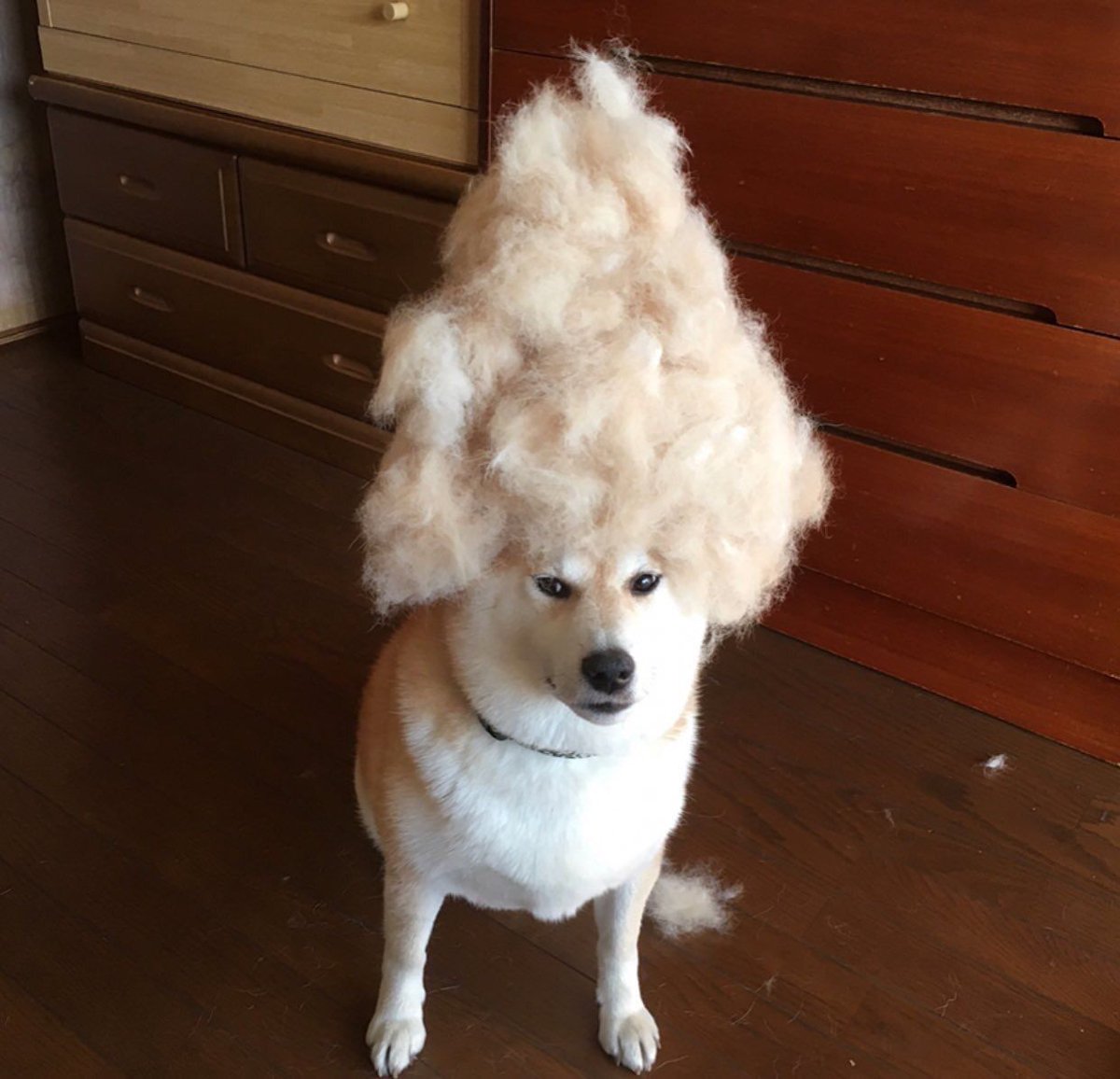 euBet0's tweet photo. #NaoContaPraNinguemMas cortei o cabelo e me arrependi https://t.co/bWk7cHJxkk