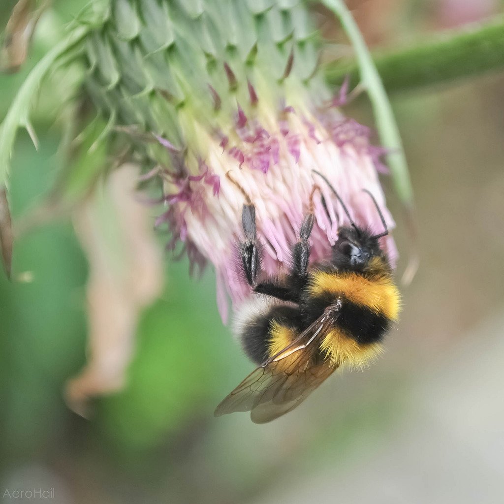 aerohail's tweet photo. Thought I'd share my very Scottish bee I took photos of last year. So fluffy! #springwatch #springwatchunsprung https://t.co/xgUDdm7N94