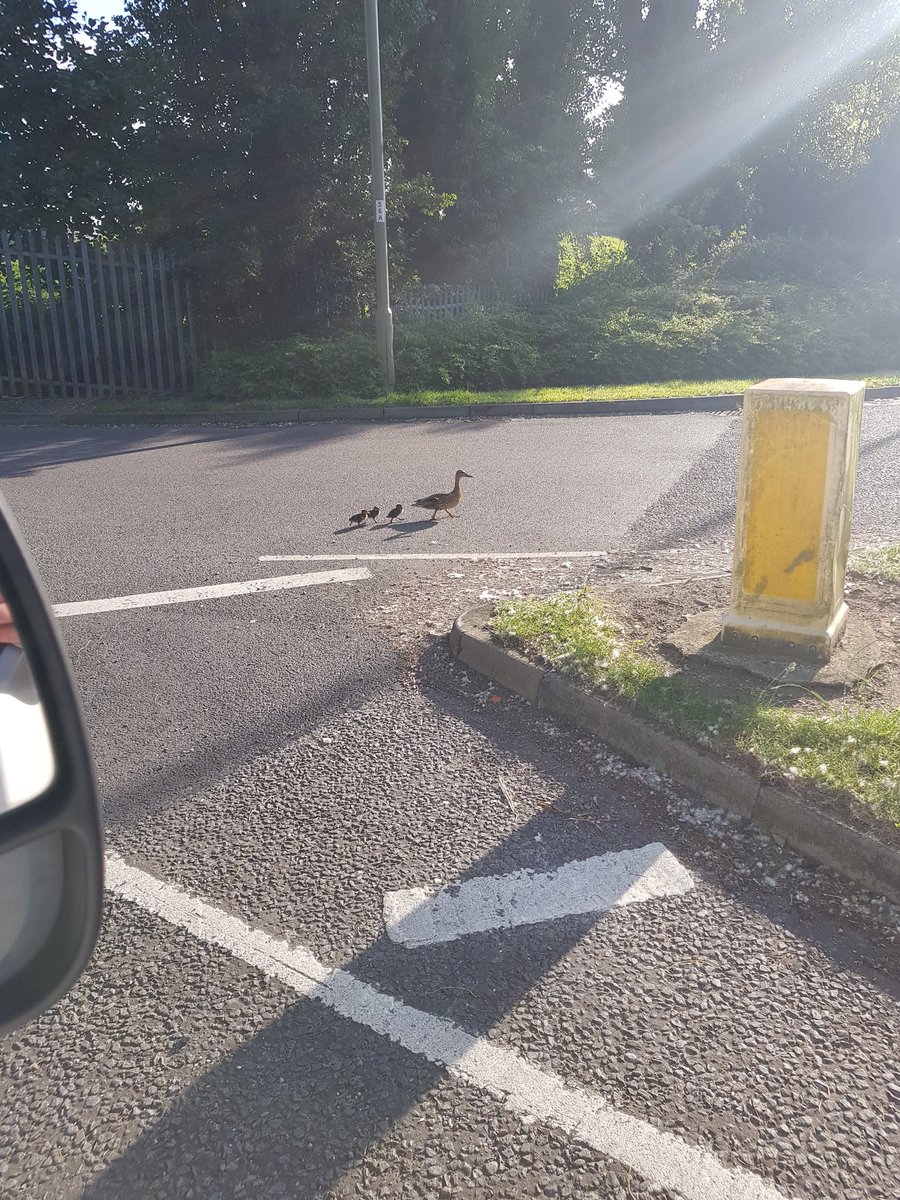 KevTheSlob's tweet photo. These little guys stopping me from getting on site. Best excuse I can come up with
#SlobToCeleb https://t.co/KUUPAGgM4E