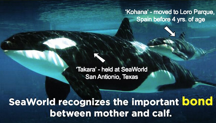 DefenderDolphin's tweet photo. @OurOrdinaryLife @SeaWorld .What kind of #MomsatSeaWorld moms
—are ok with directly sponsoring self-aware #dolphin moms being separated from their families 4 slavery? https://t.co/nnDfddChHt
