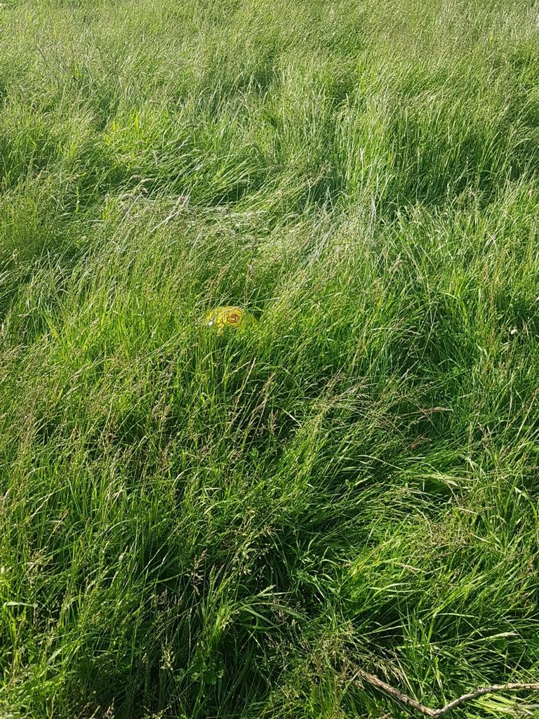 NptCorries's tweet photo. Size 5 ball #disgusting @NewportCouncil https://t.co/6JS35eYzcD