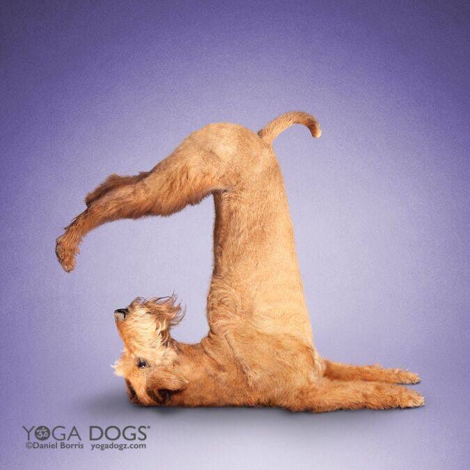 YogaDogs tweet picture