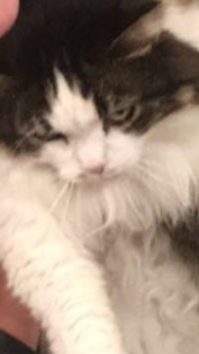 AlexaK101's tweet photo. I feel like it's necessary to announce that this is the only cat I will ever like. I just wish she would love me the way I love her. https://t.co/T6xGckC3aW