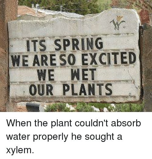 amanda_thpanda's tweet photo. Appropriate for yesterday's class on #osmosis #xylem 
@NutmegSomething 
#bio120sum17 https://t.co/qgxCdSd8cd