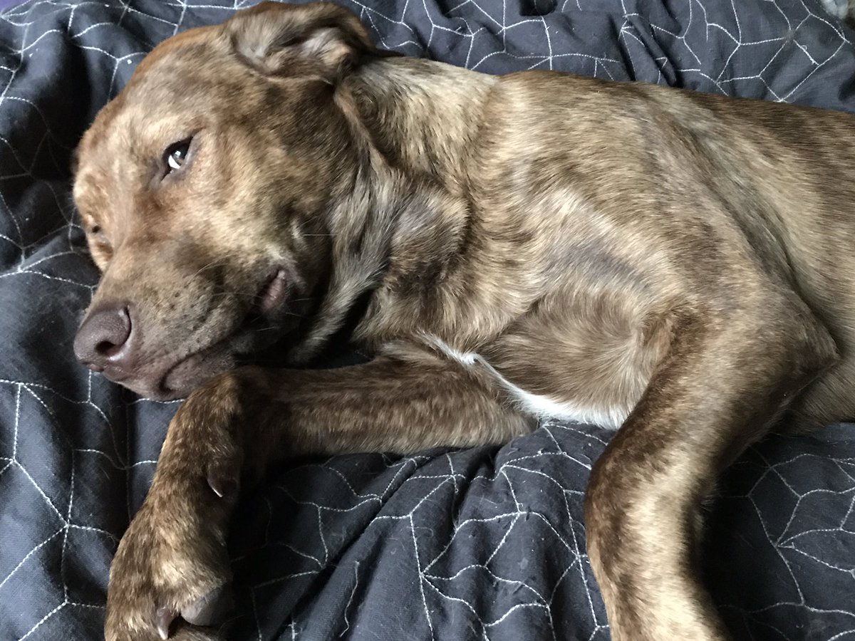 OfficialTobyC's tweet photo. Updated pics. Today is neuter day 😱🐶 https://t.co/w4YAimqXNd